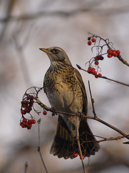 Räkättirastas, Fieldfare, Turdus pilaris